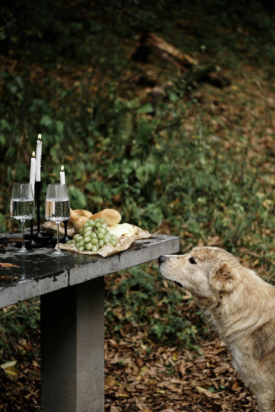 Un perro dorado observa una cena a la luz de las velas dispuesta sobre una mesa.