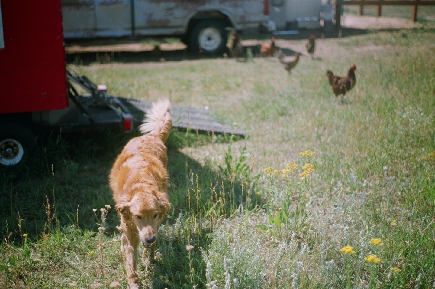 Un golden retriever camina por un campo de hierba con pollos.