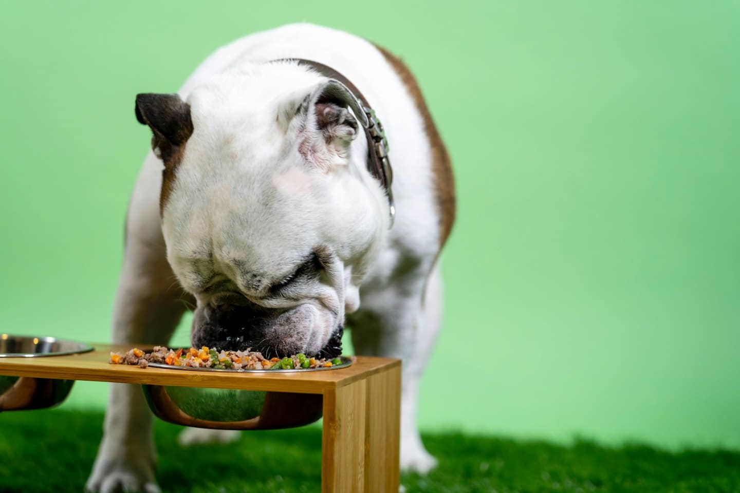 Un bulldog come de un cuenco plateado elevado sobre césped.