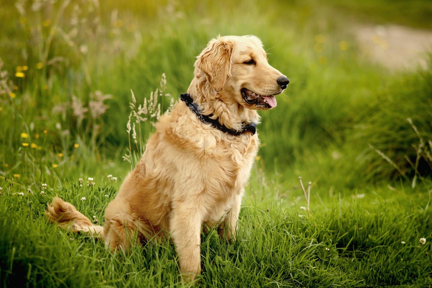 Un golden retriever sentado en un campo de hierba verde.